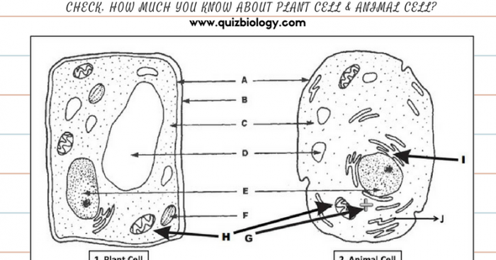 Biology Exams  U Plant Cell And Animal Cell Diagram Worksheet Pdf
