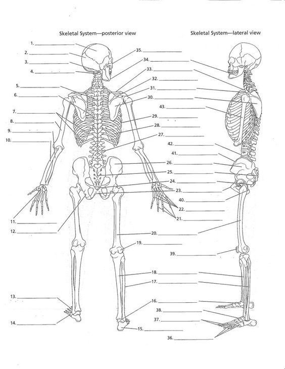 Afbeeldingsresultaat Voor Anatomy Labeling Worksheets