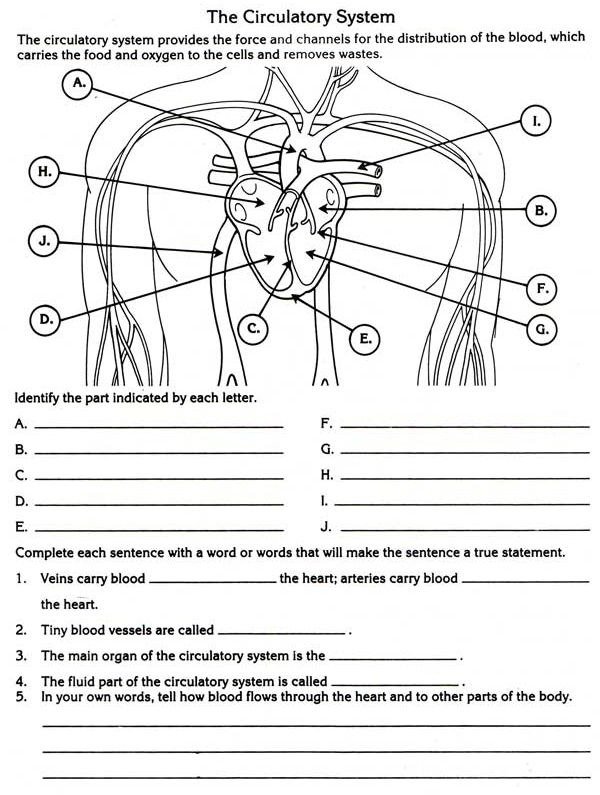 Body Systems Worksheets High School - Worksheets Master