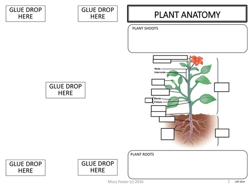 Plants Adaptations  Tropisms  Hormones Graphic Organizer Foldable