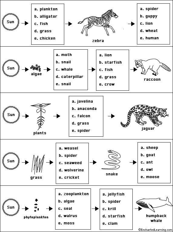 Worksheet Food Web Worksheets For High School Chains Addition And