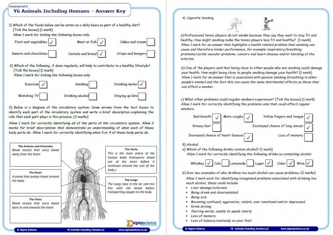 Year Science Assessment Worksheet With Answers Humans Ks