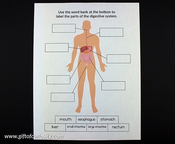 Label The Parts Of The Body System
