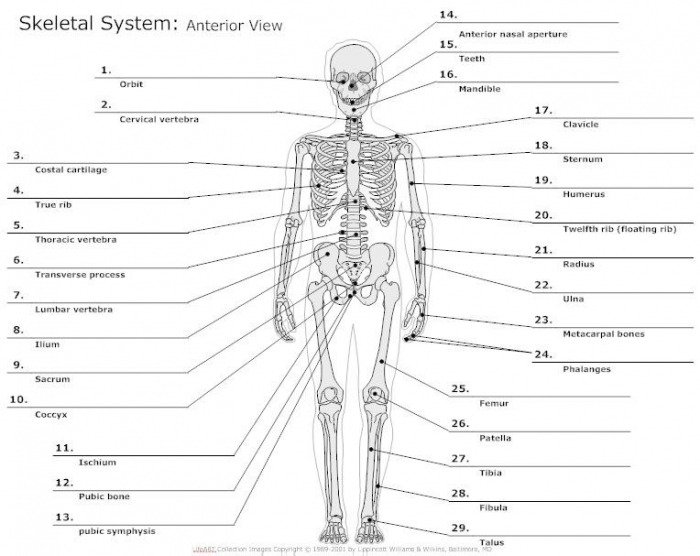 Skeletal System Worksheets For College - Worksheets Master