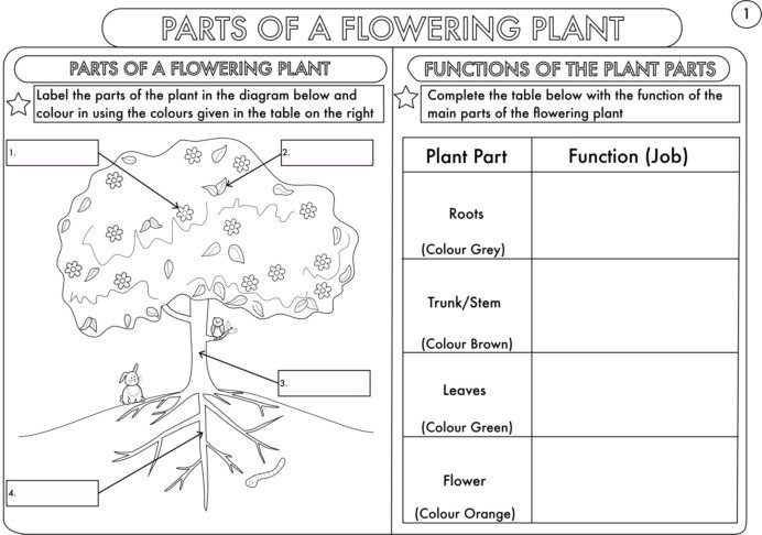 Year Science Parts Of Plant Worksheet Teaching Resources