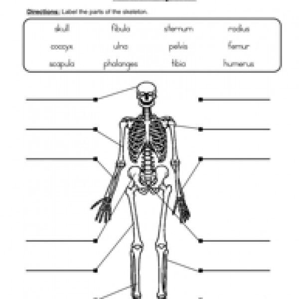 Label Skeletal System Worksheet