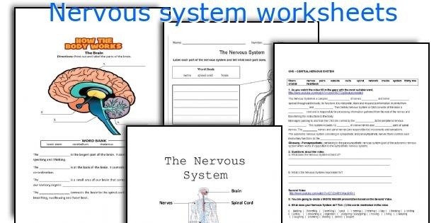 Nervous System Worksheets