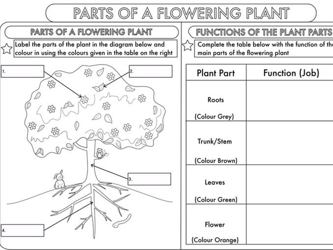 Year  Science Parts Of A Plant Worksheet