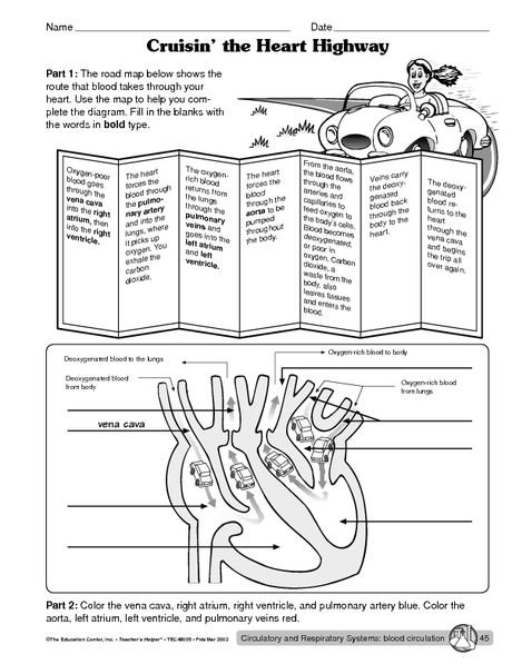 Science Worksheet Circulatory System