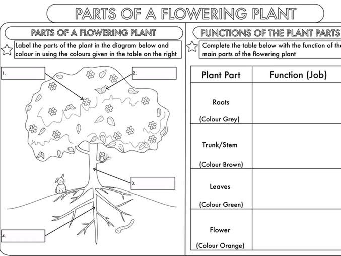 Plant Worksheets For High School Biology - Worksheets Master