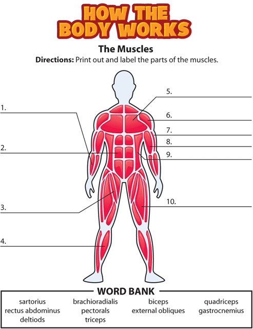 Activity The Muscles