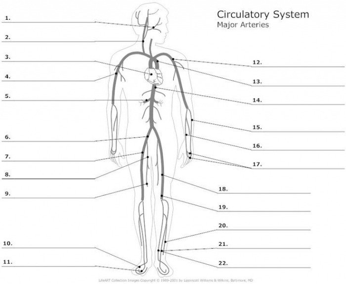 Anatomy And Physiology Labeling Worksheets - Worksheets Master