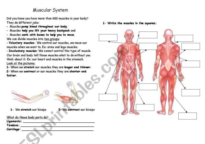 Body Muscles Esl Worksheet By Vicenta Finistrosa Human Muscular
