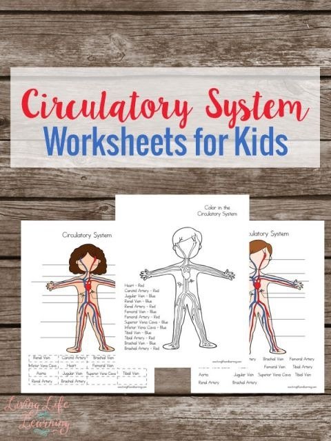 Free Circulatory System Worksheets For Kids