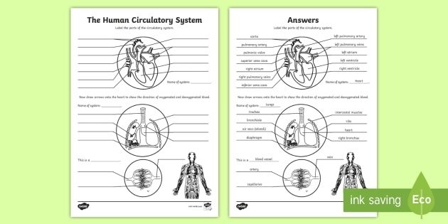 Human Body Overall Circulatory System Labeling Worksheet