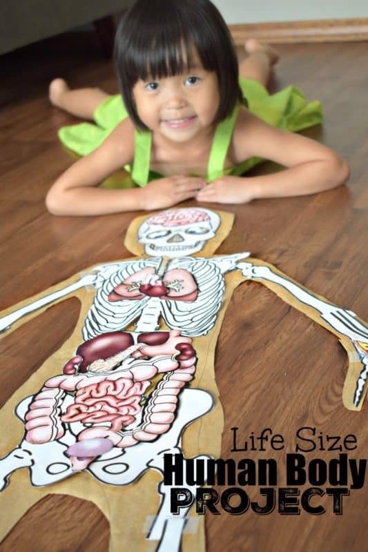 Human Body Project With Free Printables