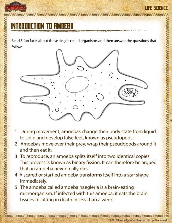 Introduction To Amoeba View  Free Life Science Worksheet For