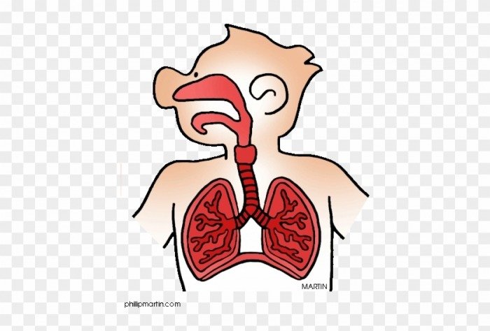 Respiratory System Clipart Clipartlook