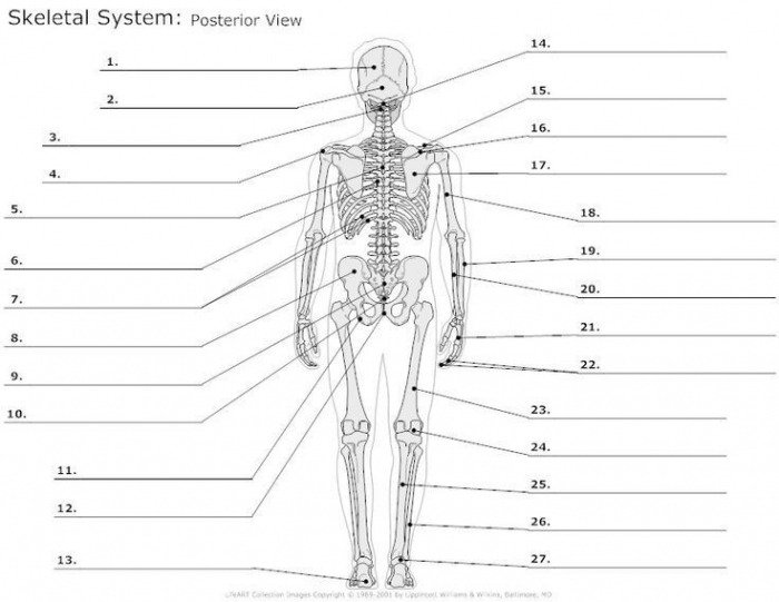 What Is The Muscular System Health Medicine And Anatomy Reference
