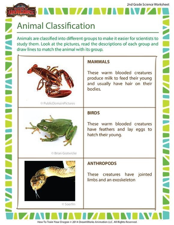Animal Classification Worksheet  Nd Grade Animal Science