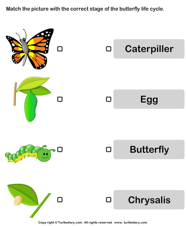 Butterfly Life Cycle Pictures Worksheet