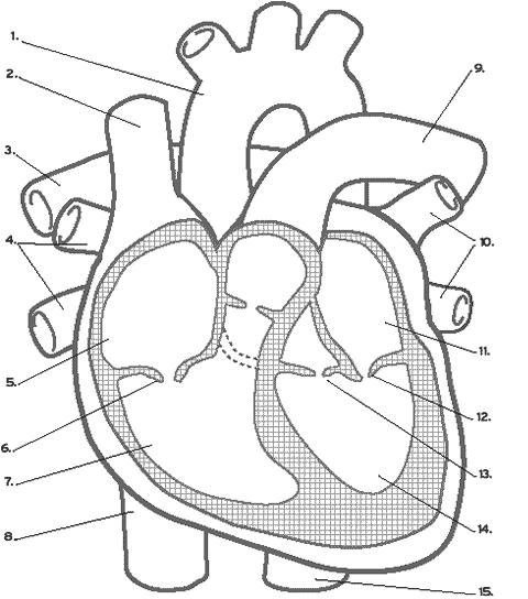 Circulatory System Worksheet Without Labels