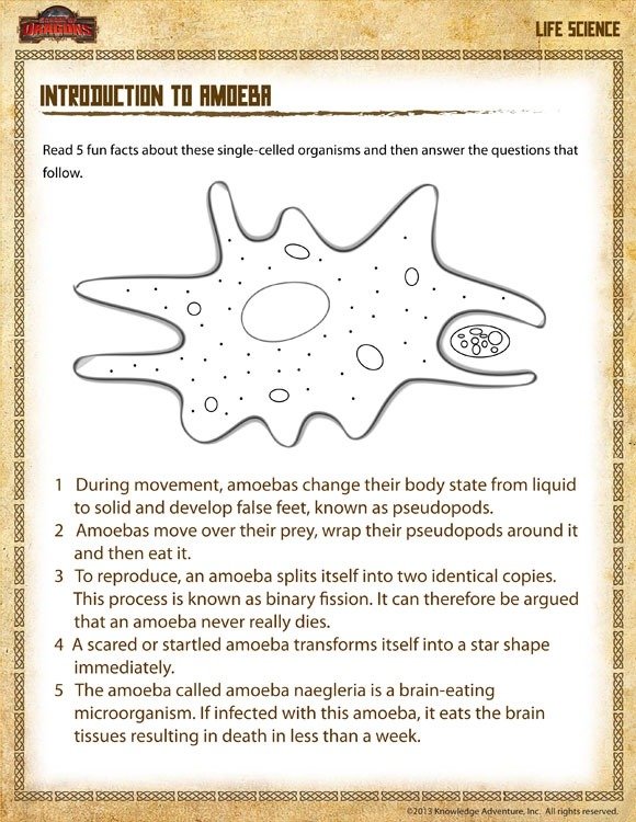 Introduction To Amoeba View  Science Worksheet Grade   Sod