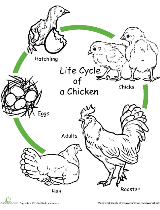 The Life Cycle Of A Chicken Art Project
